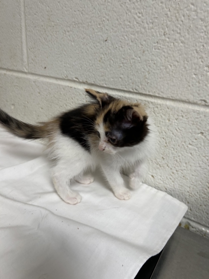 Shelter Stray Unknown Cat last seen Near Isabella Cir #234, City of Knoxville ASO, TN, 3201 Division St, Knoxville, TN 37919, USA