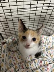 Shelter Stray Unknown Cat last seen Near Isabella Cir #234, City of Knoxville ASO, TN, 3201 Division St, Knoxville, TN 37919, USA