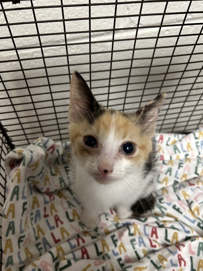 Shelter Stray Unknown Cat last seen Near Isabella Cir #234, City of Knoxville ASO, TN, 3201 Division St, Knoxville, TN 37919, USA
