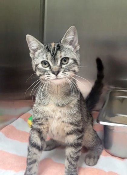 Shelter Stray Female Cat last seen Arlington Pet Hospital, Arlington, TN, 935 Farm Rd, Memphis, TN 38134, USA