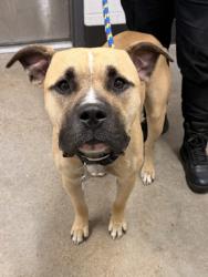 Shelter Stray Male Dog last seen Near E 137, 4th District, OH, 9203 Detroit Ave, Cleveland, OH 44102, USA