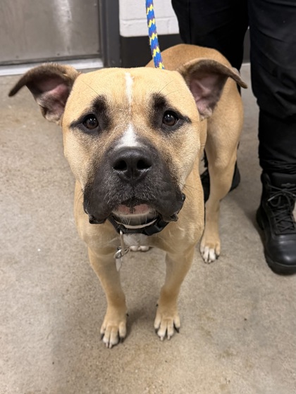 Shelter Stray Male Dog last seen Near E 137, 4th District, OH, 9203 Detroit Ave, Cleveland, OH 44102, USA