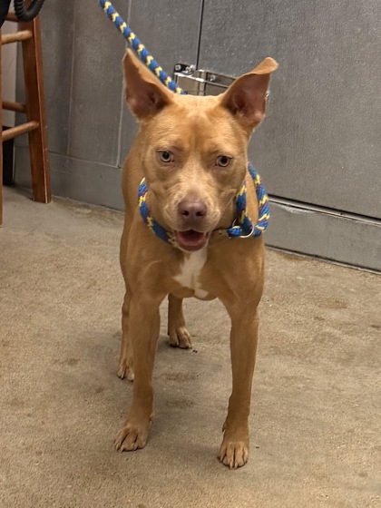 Shelter Stray Female Dog last seen Near Beachwood, 4th District, OH, 9203 Detroit Ave, Cleveland, OH 44102, USA