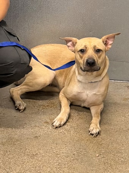 Shelter Stray Female Dog last seen Near W 28, 2nd District, OH, 9203 Detroit Ave, Cleveland, OH 44102, USA