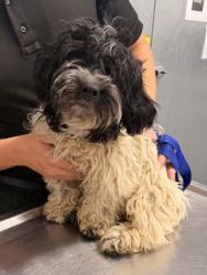 Shelter Stray Male Dog last seen Big Met Golf, 1st District, OH, 9203 Detroit Ave, Cleveland, OH 44102, USA