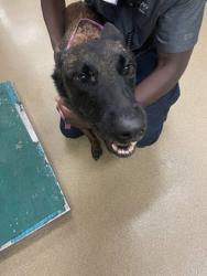 Shelter Stray Male Dog last seen Near E Wintergreen Rd, Desoto, TX, 1150 E Pleasant Run Rd, Cedar Hill, TX 75104, USA