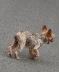 Reunited Male Dog last seen Hwy 190 E and Mathis Dairy Rd, Walker County, TX 77340