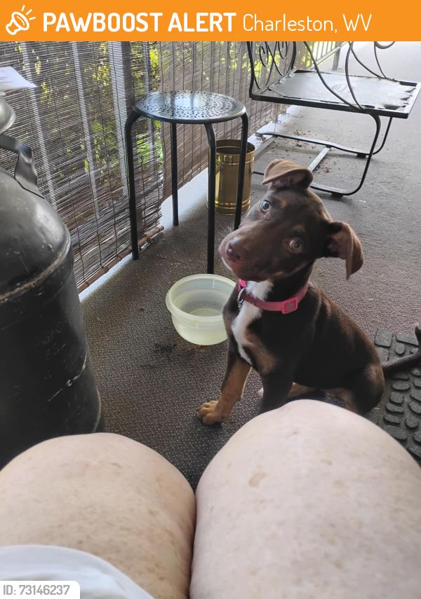Found/Stray Female Dog last seen 7th ave ch wv and 29th st West bch wv, Charleston, WV 25387