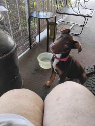 Found/Stray Female Dog last seen 7th ave ch wv and 29th st West bch wv, Charleston, WV 25387