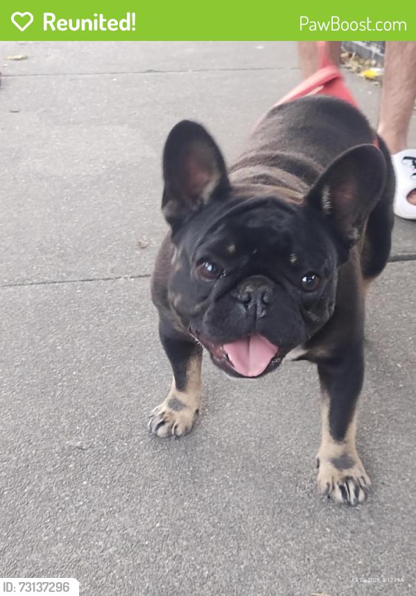 Reunited Unknown Dog last seen Airport and Harding, Stockton, CA 95205
