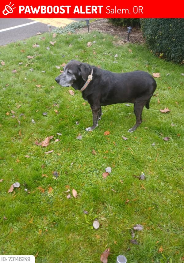 Lost Female Dog last seen Near and chemeketa, Salem, OR 97301