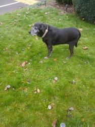 Lost Female Dog last seen Near and chemeketa, Salem, OR 97301