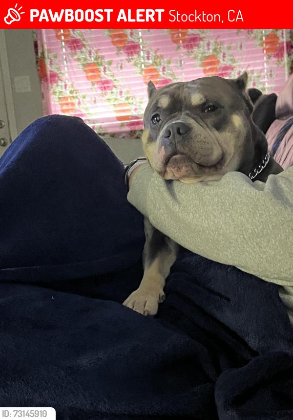 Lost Female Dog last seen W Benjamin holt dr. Stockton,ca Area, Stockton, CA 95219