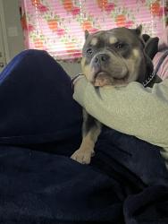 Lost Female Dog last seen W Benjamin holt dr. Stockton,ca Area, Stockton, CA 95219
