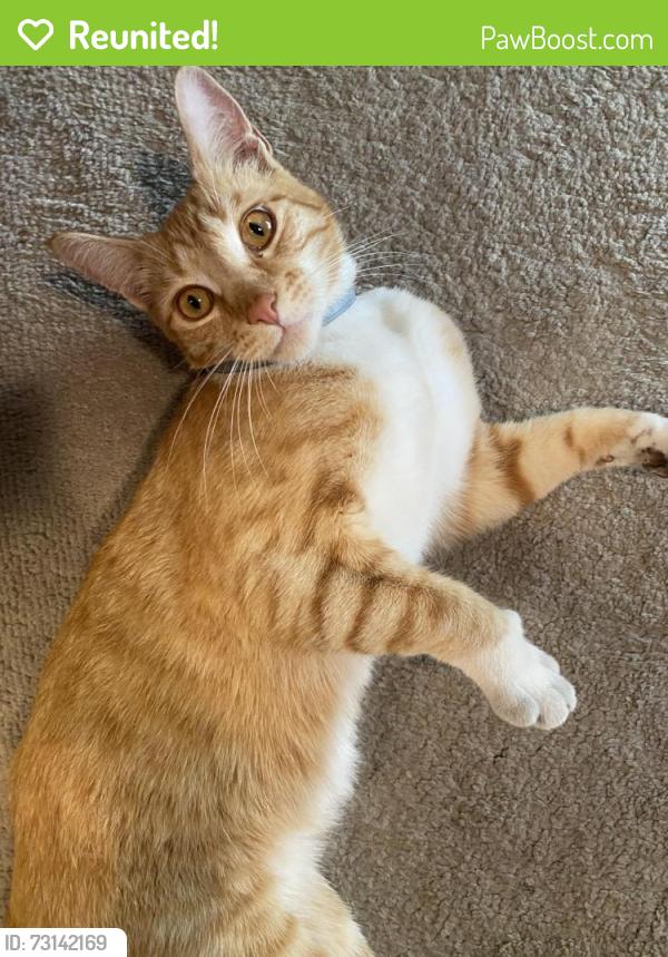 Reunited Male Cat last seen Lakeview La Terrace Cir, San Jose, CA 95123