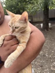 Reunited Female Cat last seen Exeter Ave., Dallas, TX 75216