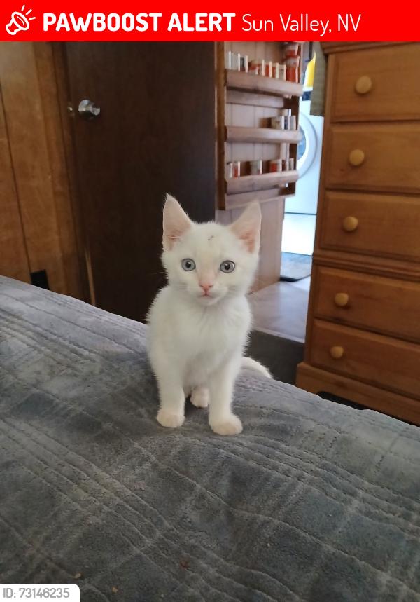 Lost Male Cat last seen Leon/Franks Lane Behind the water company, Sun Valley, NV 89433