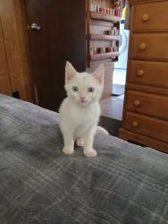 Lost Male Cat last seen Leon/Franks Lane Behind the water company, Sun Valley, NV 89433
