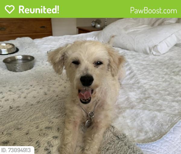 Reunited Female Dog last seen Talley Drive, Palm Harbor, FL 34684