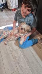 Lost Female Dog last seen 212th and 52nd, Lynnwood, WA 98043