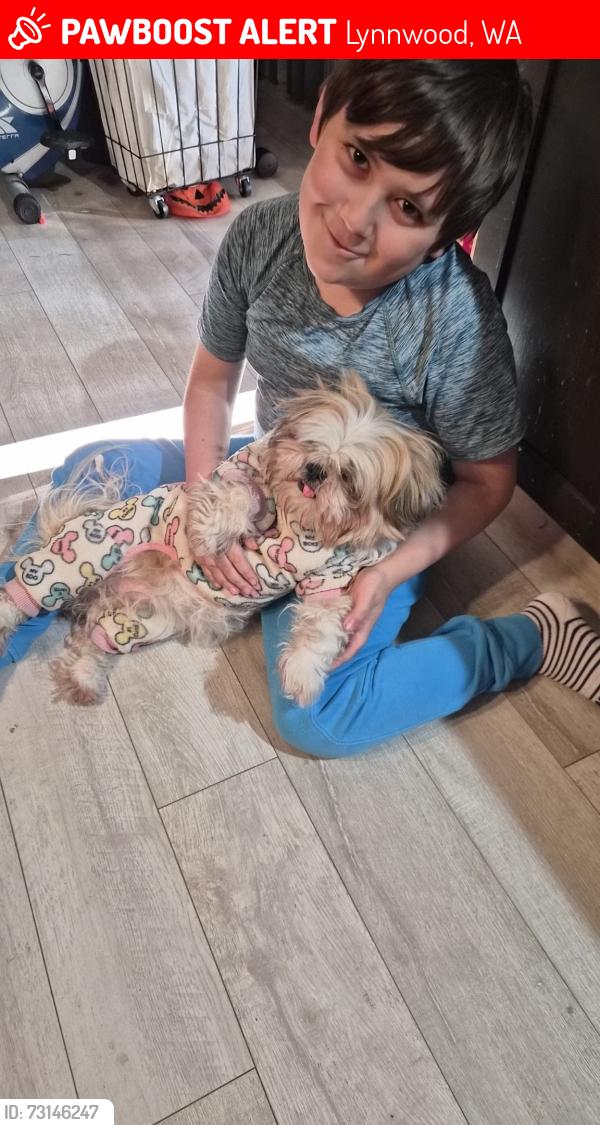 Lost Female Dog last seen 212th and 52nd, Lynnwood, WA 98043