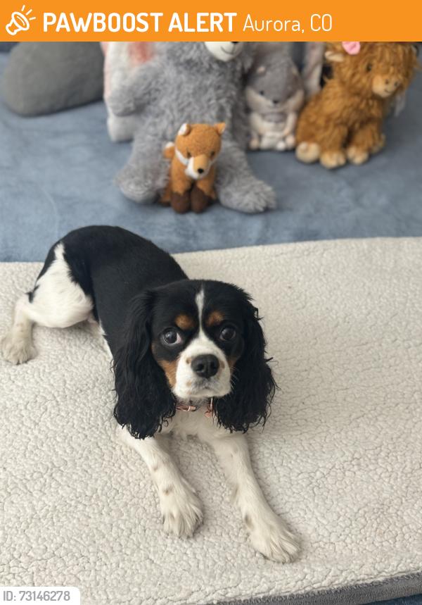 Found/Stray Female Dog last seen Chambers, Aurora, CO 80012