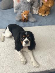 Found/Stray Female Dog last seen Chambers, Aurora, CO 80012