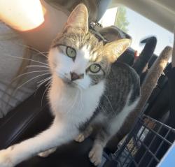 Found/Stray Female Cat last seen seventh ave, North Saint Paul, MN 55109