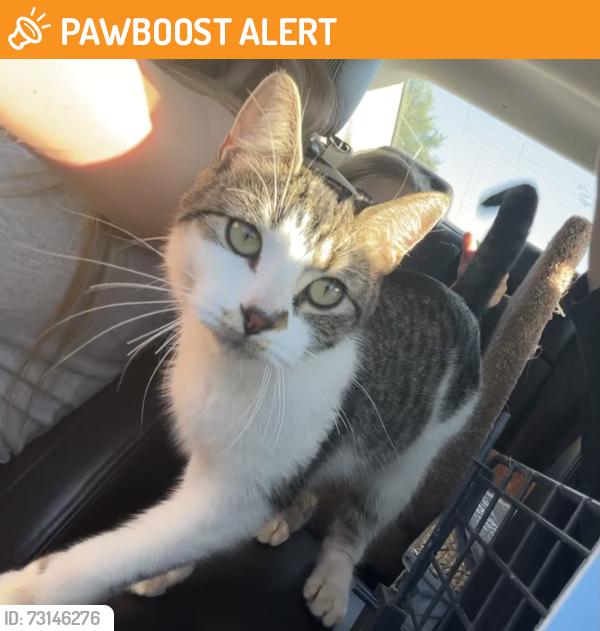 Found/Stray Female Cat last seen seventh ave, North Saint Paul, MN 55109