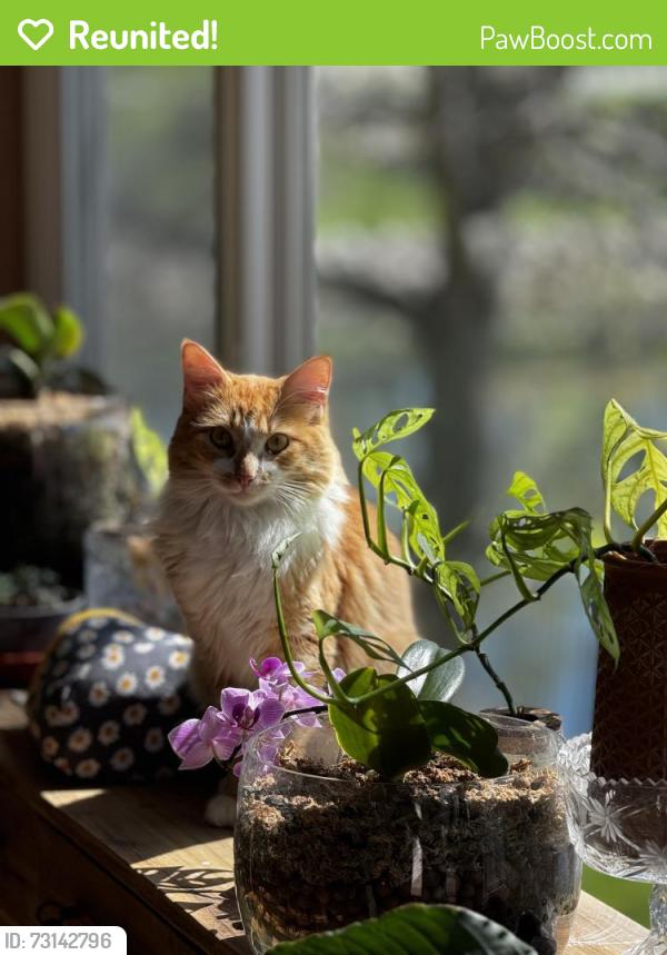 Reunited Male Cat last seen Yancy ct. NE, Minneapolis, MN 55449