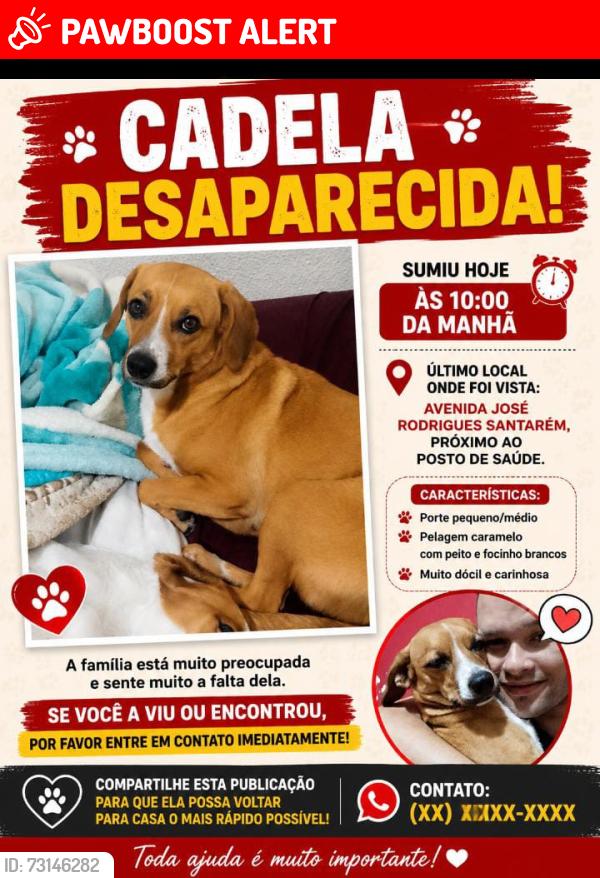 Lost Female Dog last seen Av jose Rodrigues Santarém 671, Parque Colonial, SP 03968-010