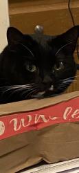 Lost Female Cat last seen 57th street and ocean hwy, Ocean City, MD 21842