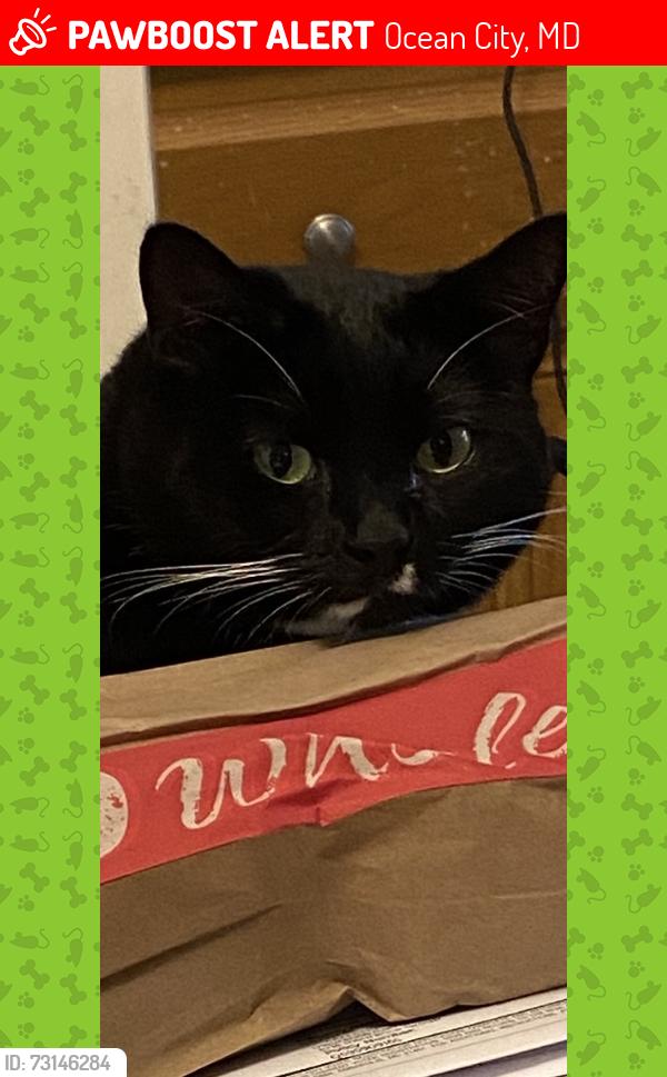 Lost Female Cat last seen 57th street and ocean hwy, Ocean City, MD 21842