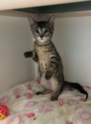 Shelter Stray Female Cat last seen Near S Concord Street, SALT LAKE CITY, UT, 84104, 511 W 3900 S, Salt Lake City, UT 84123, USA