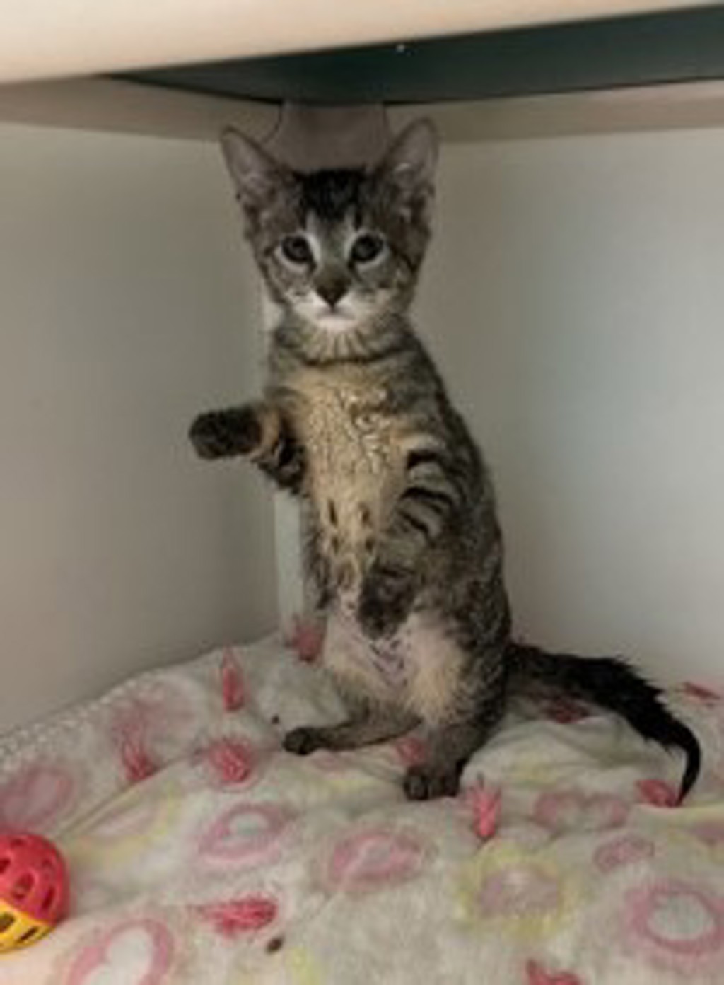 Shelter Stray Female Cat last seen Near S Concord Street, SALT LAKE CITY, UT, 84104, 511 W 3900 S, Salt Lake City, UT 84123, USA