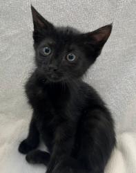 Shelter Stray Female Cat last seen Rockwell Avenue, STATEN ISLAND, NY, 10305, 3139 Veterans Rd W, Staten Island, NY 10309, USA