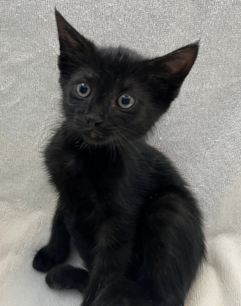 Shelter Stray Female Cat last seen Rockwell Avenue, STATEN ISLAND, NY, 10305, 3139 Veterans Rd W, Staten Island, NY 10309, USA