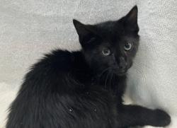 Shelter Stray Male Cat last seen Rockwell Avenue, STATEN ISLAND, NY, 10305, 3139 Veterans Rd W, Staten Island, NY 10309, USA