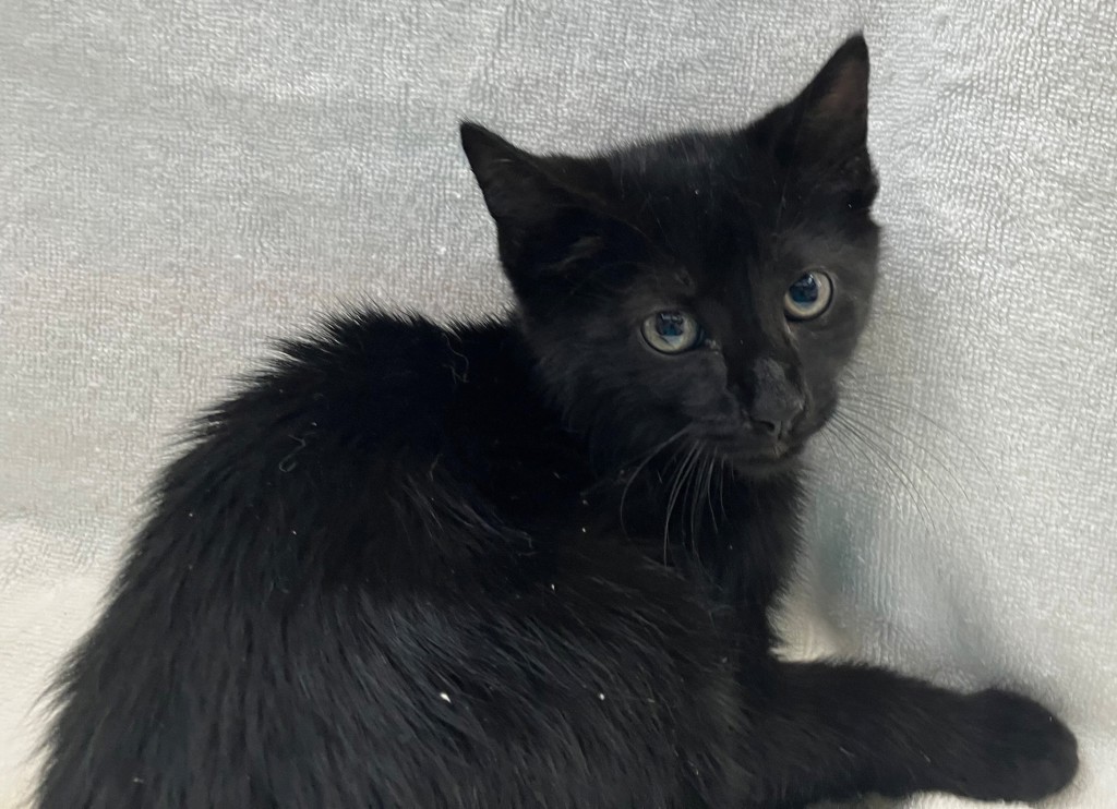 Shelter Stray Male Cat last seen Rockwell Avenue, STATEN ISLAND, NY, 10305, 3139 Veterans Rd W, Staten Island, NY 10309, USA