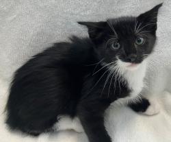 Shelter Stray Male Cat last seen Rockwell Avenue, STATEN ISLAND, NY, 10305, 3139 Veterans Rd W, Staten Island, NY 10309, USA