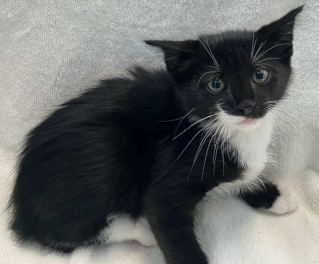 Shelter Stray Male Cat last seen Rockwell Avenue, STATEN ISLAND, NY, 10305, 3139 Veterans Rd W, Staten Island, NY 10309, USA