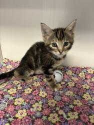 Shelter Stray Female Cat last seen Near S Howick Street, MILLCREEK, UT, 84107, 511 W 3900 S, Salt Lake City, UT 84123, USA