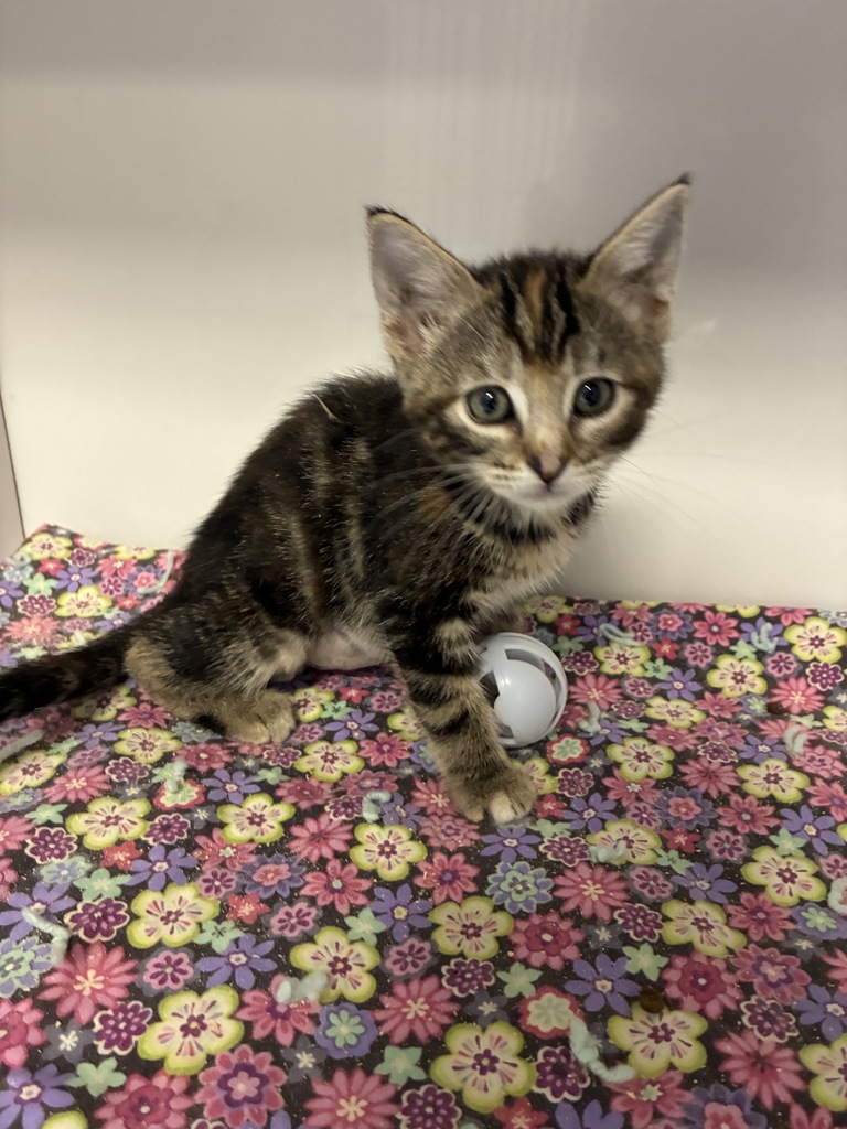Shelter Stray Female Cat last seen Near S Howick Street, MILLCREEK, UT, 84107, 511 W 3900 S, Salt Lake City, UT 84123, USA