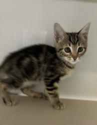 Shelter Stray Male Cat last seen Near S Howick Street, MILLCREEK, UT, 84107, 511 W 3900 S, Salt Lake City, UT 84123, USA
