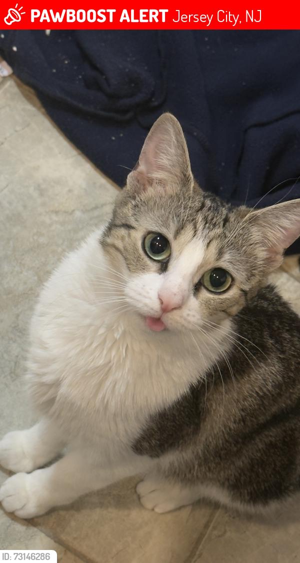 Lost Female Cat last seen Danforth Ave , Garfield av , Prinstonge, Jersey City, NJ 07305