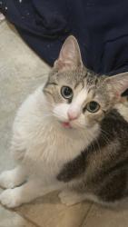Lost Female Cat last seen Danforth Ave , Garfield av , Prinstonge, Jersey City, NJ 07305