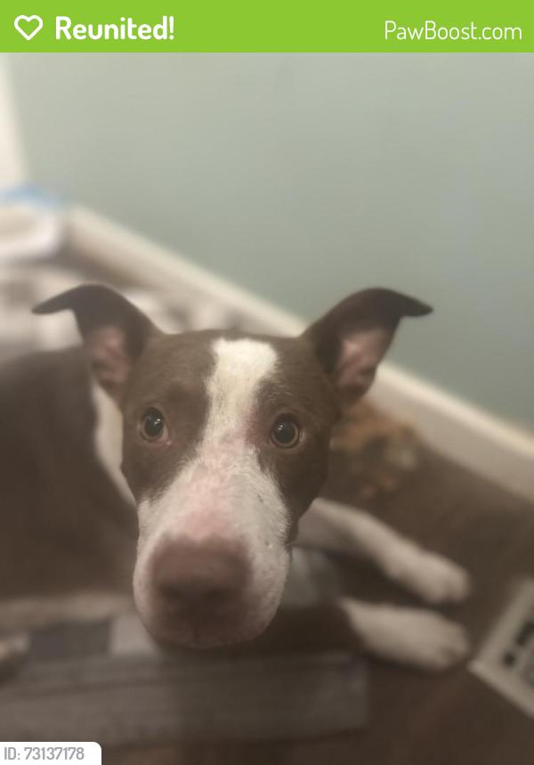 Reunited Male Dog last seen Leggett rd, Robeson County, NC 28369