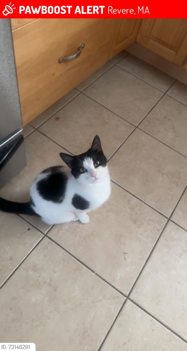 Lost Female Cat last seen Winthrop pkwy, Revere, MA 02151