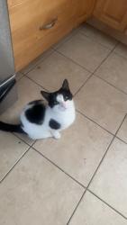 Lost Female Cat last seen Winthrop pkwy, Revere, MA 02151