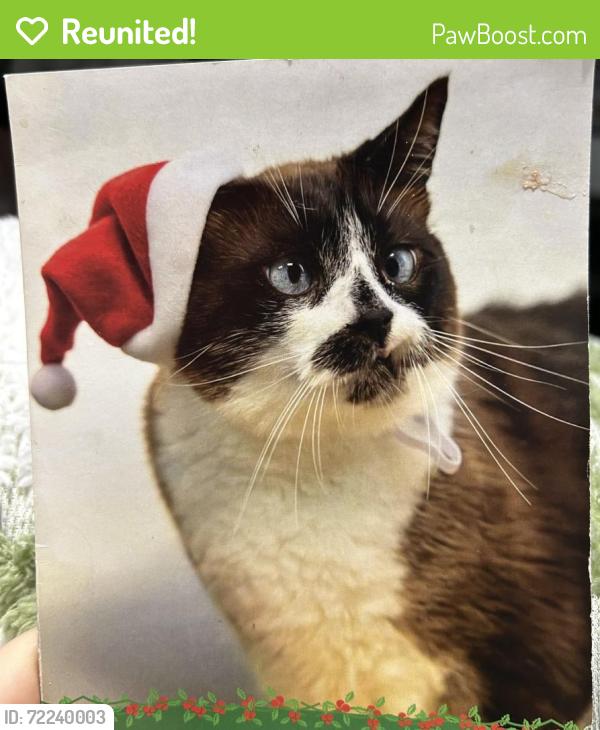 Reunited Male Cat last seen Walter E Hall ball fields, Everett, WA 98204